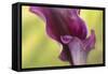 Maine, Harpswell. Purple Calla Lily Close-Up-Jaynes Gallery-Framed Stretched Canvas