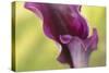 Maine, Harpswell. Purple Calla Lily Close-Up-Jaynes Gallery-Stretched Canvas