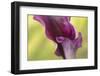 Maine, Harpswell. Purple Calla Lily Close-Up-Jaynes Gallery-Framed Photographic Print