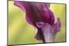 Maine, Harpswell. Purple Calla Lily Close-Up-Jaynes Gallery-Mounted Photographic Print