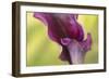 Maine, Harpswell. Purple Calla Lily Close-Up-Jaynes Gallery-Framed Photographic Print