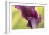 Maine, Harpswell. Purple Calla Lily Close-Up-Jaynes Gallery-Framed Photographic Print