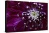 Maine, Harpswell. Purple Dahlia Detail-Jaynes Gallery-Stretched Canvas