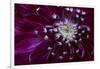 Maine, Harpswell. Purple Dahlia Detail-Jaynes Gallery-Framed Photographic Print