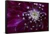 Maine, Harpswell. Purple Dahlia Detail-Jaynes Gallery-Framed Stretched Canvas