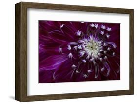 Maine, Harpswell. Purple Dahlia Detail-Jaynes Gallery-Framed Photographic Print