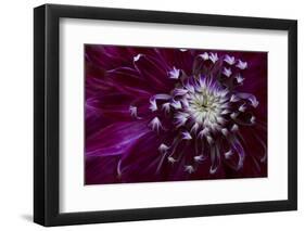 Maine, Harpswell. Purple Dahlia Detail-Jaynes Gallery-Framed Photographic Print