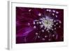 Maine, Harpswell. Purple Dahlia Detail-Jaynes Gallery-Framed Photographic Print