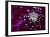 Maine, Harpswell. Purple Dahlia Detail-Jaynes Gallery-Framed Photographic Print