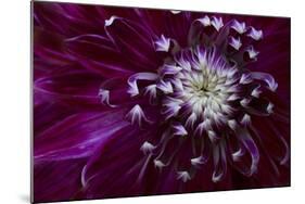 Maine, Harpswell. Purple Dahlia Detail-Jaynes Gallery-Mounted Photographic Print