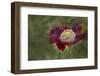 Maine, Harpswell. Red Poppy-Jaynes Gallery-Framed Photographic Print