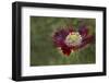 Maine, Harpswell. Red Poppy-Jaynes Gallery-Framed Photographic Print