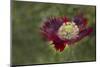 Maine, Harpswell. Red Poppy-Jaynes Gallery-Mounted Photographic Print