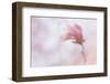 Maine, Harpswell. Soft Magnolia Flower-Jaynes Gallery-Framed Photographic Print