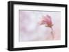 Maine, Harpswell. Soft Magnolia Flower-Jaynes Gallery-Framed Photographic Print