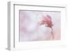 Maine, Harpswell. Soft Magnolia Flower-Jaynes Gallery-Framed Photographic Print