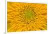 Maine, Harpswell. Sunflower Detail-Jaynes Gallery-Framed Photographic Print