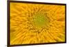 Maine, Harpswell. Sunflower Detail-Jaynes Gallery-Framed Photographic Print