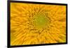 Maine, Harpswell. Sunflower Detail-Jaynes Gallery-Framed Photographic Print