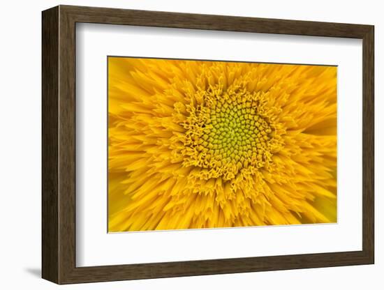 Maine, Harpswell. Sunflower Detail-Jaynes Gallery-Framed Photographic Print