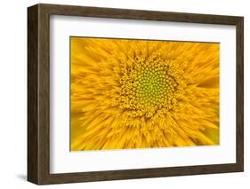 Maine, Harpswell. Sunflower Detail-Jaynes Gallery-Framed Photographic Print