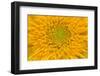 Maine, Harpswell. Sunflower Detail-Jaynes Gallery-Framed Photographic Print