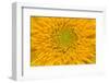 Maine, Harpswell. Sunflower Detail-Jaynes Gallery-Framed Photographic Print