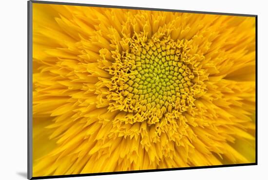 Maine, Harpswell. Sunflower Detail-Jaynes Gallery-Mounted Photographic Print