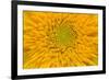 Maine, Harpswell. Sunflower Detail-Jaynes Gallery-Framed Photographic Print