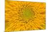 Maine, Harpswell. Sunflower Detail-Jaynes Gallery-Mounted Photographic Print