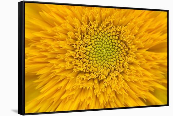 Maine, Harpswell. Sunflower Detail-Jaynes Gallery-Framed Stretched Canvas