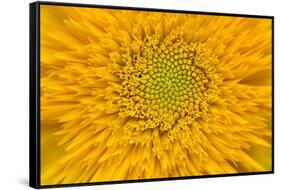 Maine, Harpswell. Sunflower Detail-Jaynes Gallery-Framed Stretched Canvas