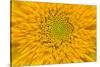 Maine, Harpswell. Sunflower Detail-Jaynes Gallery-Stretched Canvas