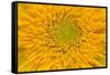 Maine, Harpswell. Sunflower Detail-Jaynes Gallery-Framed Stretched Canvas