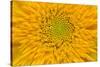 Maine, Harpswell. Sunflower Detail-Jaynes Gallery-Stretched Canvas