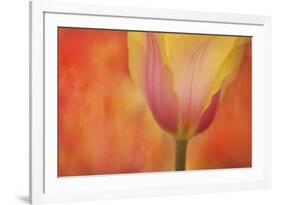 Maine, Harpswell. Tulip on Textured Background-Jaynes Gallery-Framed Photographic Print