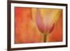 Maine, Harpswell. Tulip on Textured Background-Jaynes Gallery-Framed Photographic Print