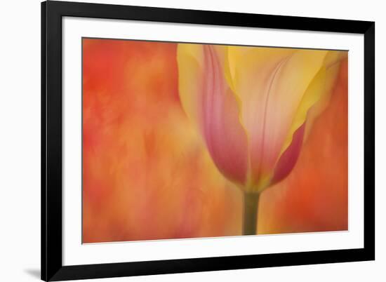 Maine, Harpswell. Tulip on Textured Background-Jaynes Gallery-Framed Photographic Print