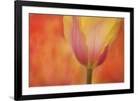 Maine, Harpswell. Tulip on Textured Background-Jaynes Gallery-Framed Photographic Print