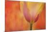 Maine, Harpswell. Tulip on Textured Background-Jaynes Gallery-Mounted Photographic Print