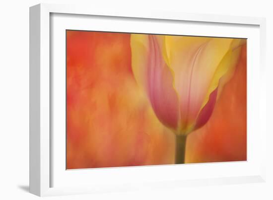 Maine, Harpswell. Tulip on Textured Background-Jaynes Gallery-Framed Photographic Print