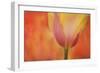 Maine, Harpswell. Tulip on Textured Background-Jaynes Gallery-Framed Photographic Print