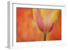 Maine, Harpswell. Tulip on Textured Background-Jaynes Gallery-Framed Photographic Print