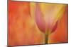 Maine, Harpswell. Tulip on Textured Background-Jaynes Gallery-Mounted Photographic Print