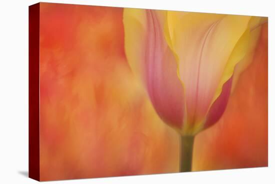 Maine, Harpswell. Tulip on Textured Background-Jaynes Gallery-Stretched Canvas