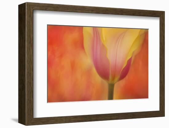 Maine, Harpswell. Tulip on Textured Background-Jaynes Gallery-Framed Photographic Print