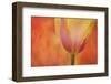 Maine, Harpswell. Tulip on Textured Background-Jaynes Gallery-Framed Photographic Print