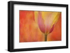 Maine, Harpswell. Tulip on Textured Background-Jaynes Gallery-Framed Photographic Print