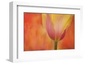 Maine, Harpswell. Tulip on Textured Background-Jaynes Gallery-Framed Photographic Print