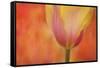 Maine, Harpswell. Tulip on Textured Background-Jaynes Gallery-Framed Stretched Canvas